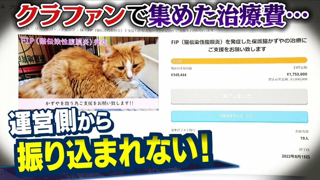 【スクープ】「この子たちの命が失われてしまう可能性ある…」クラファンサイトで猫の治療費を集めたのに『サイト運営者からお金が届かない』複数利用者が訴え..追跡取材(2022年11月16日)